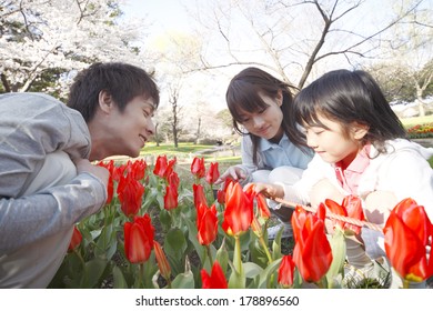 Japanese family looking at tulips