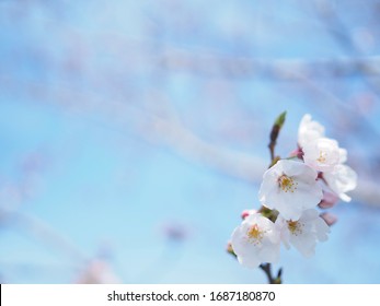Japanese famous cherry blossom “Somei Yoshino" in spring, Very shallow depth of field - Shutterstock ID 1687180870