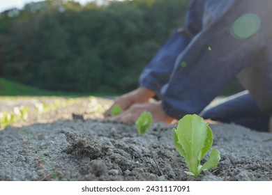 Japanese farmer planting lettuce seedlings, Awaji Island, Hyogo Prefecture, Japan.
