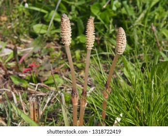 Japanese Field Horsetail