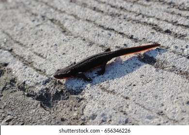 Japanese Fire Belly Newt