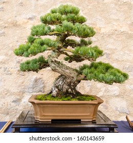 Japanese five needle pine (Pinus parvifolia) as bonsai tree in a pot