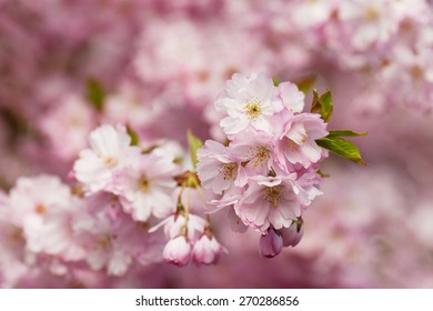 Japanese Flowering Cherry Tree. (Prunus Accolade)