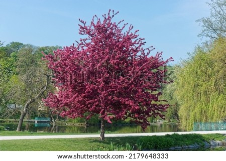 Japanese flowering crabapple tree enveloped flowers growing on the shore of the pond in Royal Game Reserve in Prague. Portrait orientation, no people.