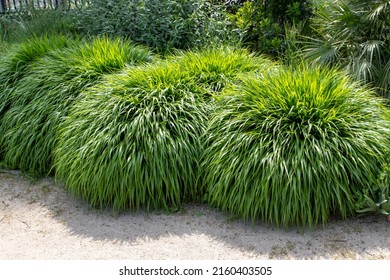 Japanese forest grass or hakonechloa macra or hakone grass bamboo-like ornamental plant with cascading mounds of lush green foliage in the sunny garden