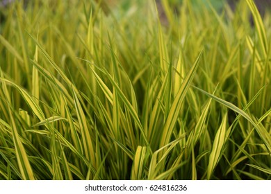 Japanese Forest Grass, Hakonechloa Macra 'Aureola'