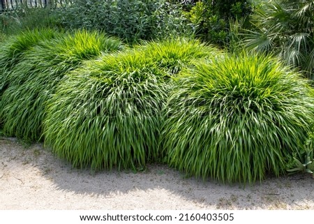 Japanese forest grass or hakonechloa macra or hakone grass bamboo-like ornamental plant with cascading mounds of lush green foliage in the sunny garden