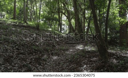 Japanese forest landscape. Forest walkway and sunlight filtering through the trees.