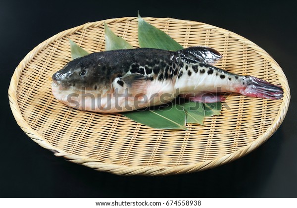 Japanese Fugu Fish (Puffer\
Fish)