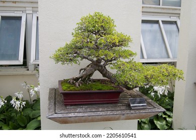 Japanese Garden At Como Zoo 