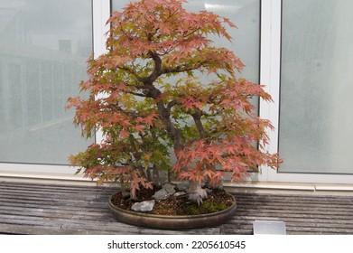 Japanese Garden At Como Zoo 