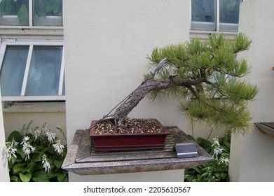 Japanese Garden At Como Zoo 