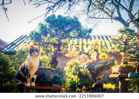 Japanese garden, female multicolored cute cat sitting next to a bonsai tree in a garden