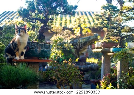 Japanese garden, female multicolored cute cat sitting next to a bonsai tree in a garden.