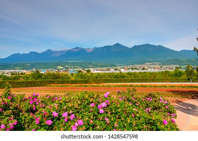 Japanese Garden Furano Hokkaido Japan Stock Photo 1428547598 | Shutterstock