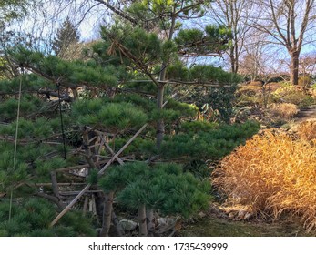 Japanese Garden Photos In Prague Botanical Garden 