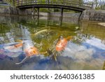 JAPANESE  GARDEN WITH POND and KOI carps in water  in Hasselt Belgian town  (in Mid April). Exist about 100 varieties of KOI carps (in 16 groups)
