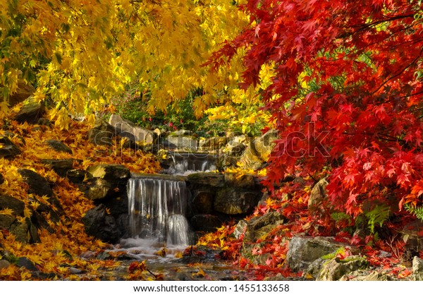 Japanese Garden Red Yellow Maple Trees Stock Photo Edit Now