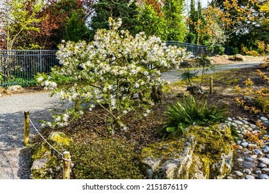 A Japanese Garden In Seatac, Washington.