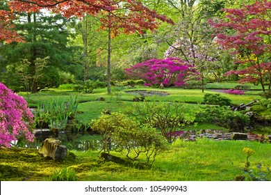 Japanese Garden In Spring, Den Haag, Holland