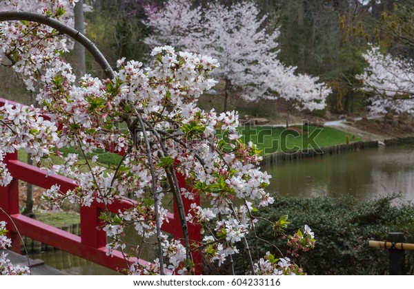 Japanese Gardens Cherry Blossoms Sarah P Stock Photo Edit Now