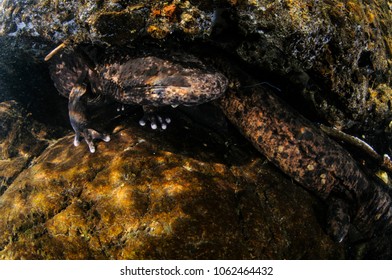 207 Japanese giant salamander Images, Stock Photos & Vectors | Shutterstock