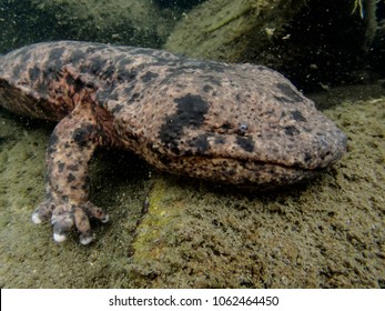 Japanese Giant Salamander Images Stock Photos Vectors Shutterstock