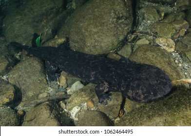 500 Giant salamander Images, Stock Photos & Vectors | Shutterstock