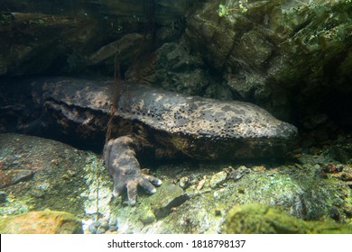 500 Giant salamander Images, Stock Photos & Vectors | Shutterstock