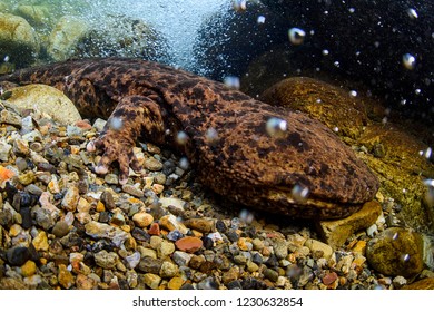 500 Giant salamander Images, Stock Photos & Vectors | Shutterstock