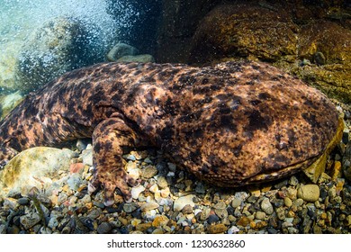 207 Japanese giant salamander Images, Stock Photos & Vectors | Shutterstock