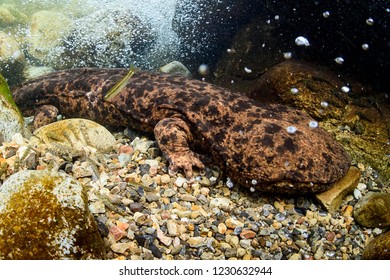 207 Japanese giant salamander Images, Stock Photos & Vectors | Shutterstock