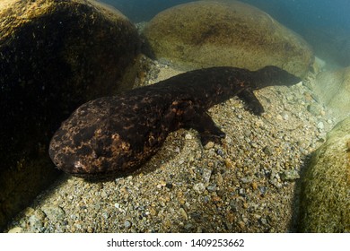 207 Japanese giant salamander Images, Stock Photos & Vectors | Shutterstock