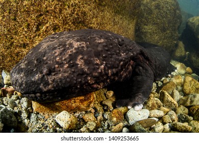 207 Japanese Giant Salamander Images, Stock Photos & Vectors 