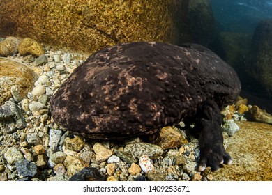 207 Japanese giant salamander Images, Stock Photos & Vectors | Shutterstock