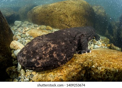 207 Japanese giant salamander Images, Stock Photos & Vectors | Shutterstock