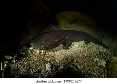 207 Japanese giant salamander Images, Stock Photos & Vectors | Shutterstock