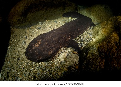 207 Japanese giant salamander Images, Stock Photos & Vectors | Shutterstock