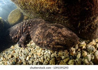 500 Giant salamander Images, Stock Photos & Vectors | Shutterstock