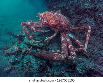 Japanese giant spider crab (Macrocheira kaempferi   Temminck, 1836), The largest crab in the world. -20m. Owase, Mie, Japan