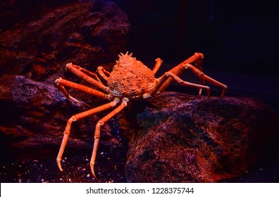 Japanese giant spider crab swimming underwater aquariumun on the rock ocean / Macrocheira kaempferi