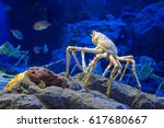 The Japanese giant spider crab, which can grow to a span of 5.5 metres from claw to claw. This is   considered to be a delicacy in Japan, 