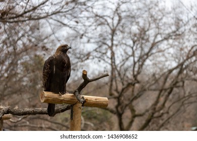 Japanese Golden Eagle Images Stock Photos Vectors