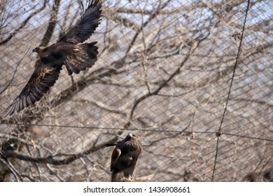 Japanese Golden Eagle Images Stock Photos Vectors