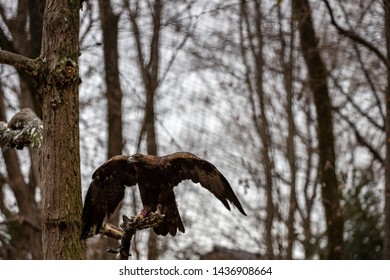 Japanese Golden Eagle Images Stock Photos Vectors