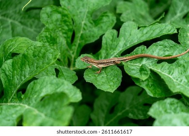 Japanese grass lizard - Takydromus tachydromoides - is on a leaf of watermelon in Fukuoka prefecture, JAPAN.