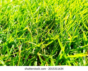 20 448 Japanese Lawn Grass Images Stock Photos Vectors Shutterstock   Japanese Grass Zoysia Japonica Korean 260nw 2015311634 