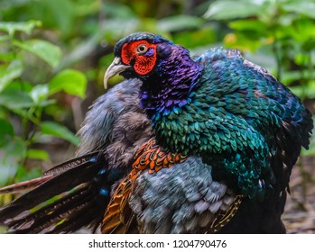 Japanese Green Pheasant - Official Bird Of Japan