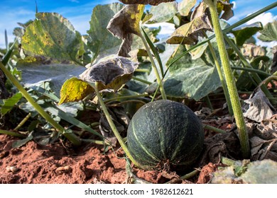 カボチャ 畑 の画像 写真素材 ベクター画像 Shutterstock