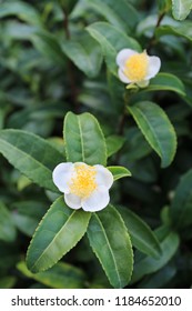 Japanese Green Tea Flower